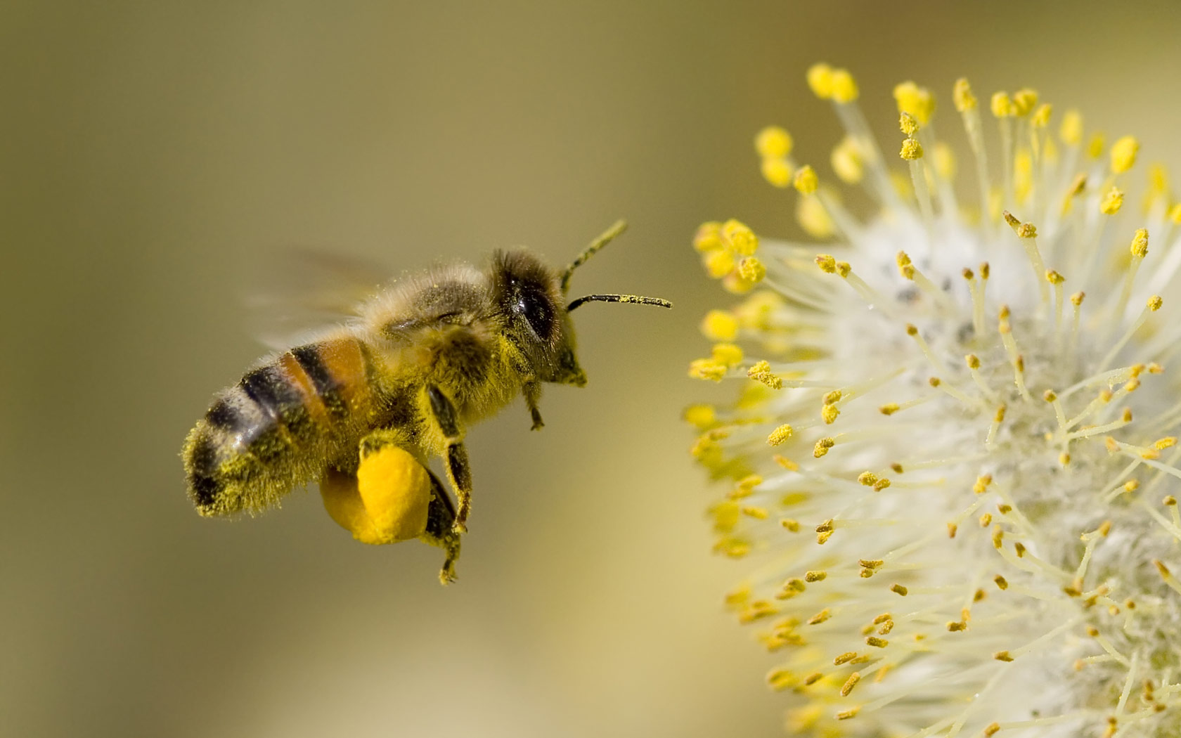 Bee Key